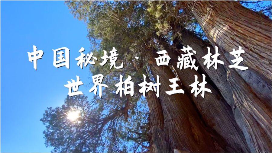 盗金父子俩自制版